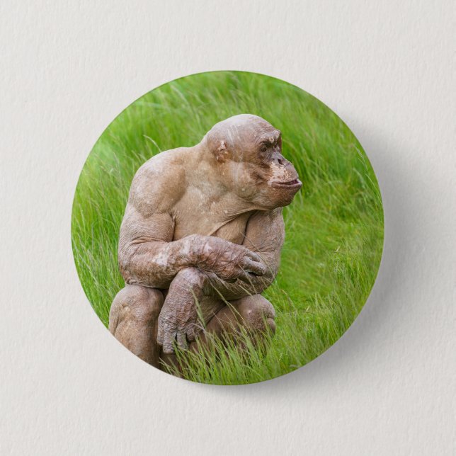 Hairless Chimpanzee Button (Front)