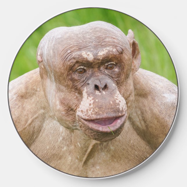 Hairless Chimpanzee Wireless Charger (Front)