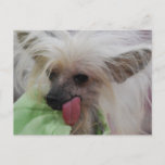 Hairless Chinese Crested Dog  Postcard