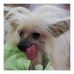 Hairless Chinese Crested Dog Poster
