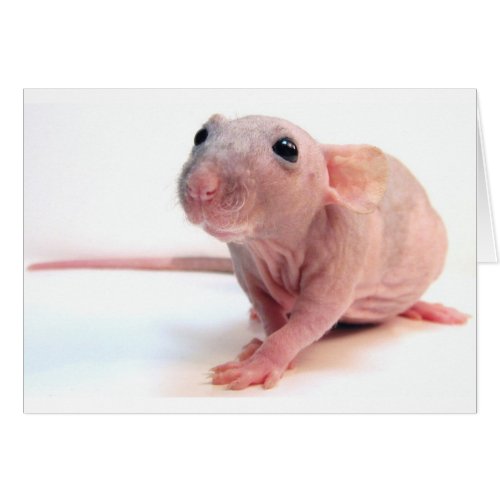 Hairless Rat