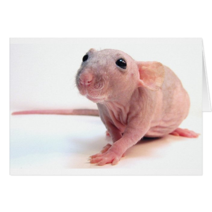 naked dumbo rat