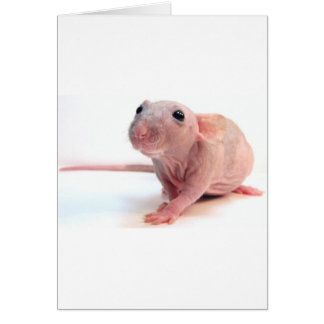 Hairless Rat Cards