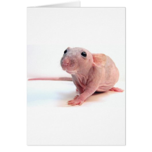 Hairless Rat Cards (Front)