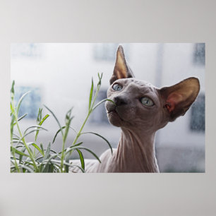 Hairless Sphinx Cat Poster