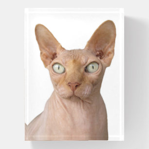Hairless Sphynx Cat Paperweight