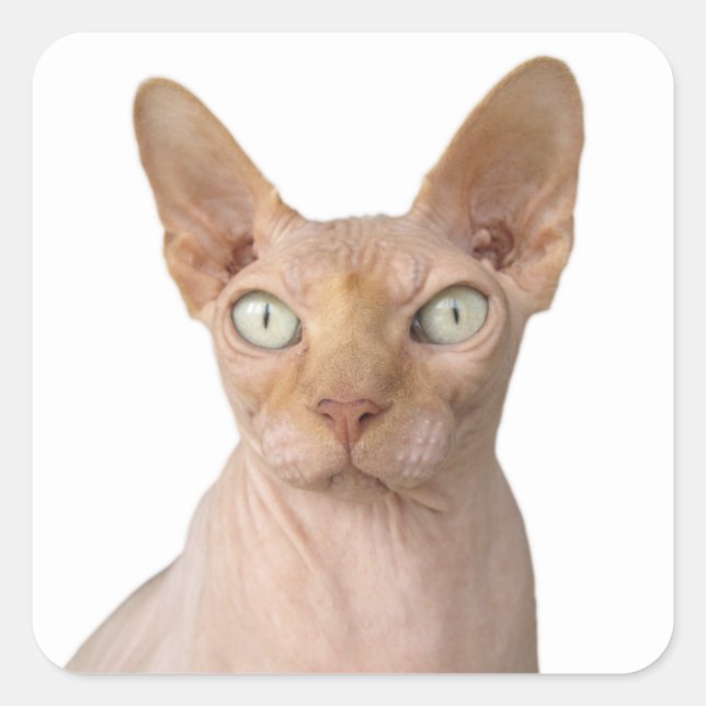 Hairless Sphynx Cat Square Sticker (Front)