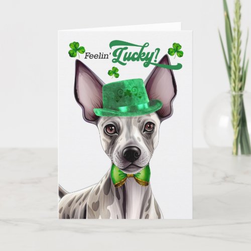 Hairless Terrier Feelin Lucky St Patricks Day Holiday Card