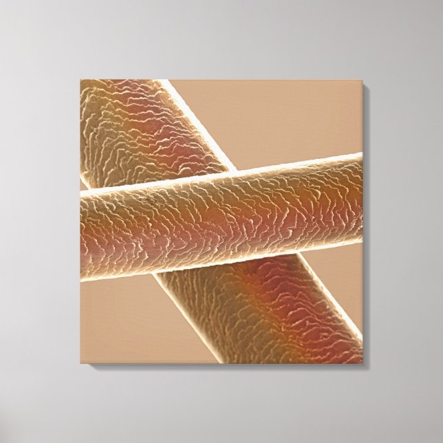 Hairs Canvas Print (Front)