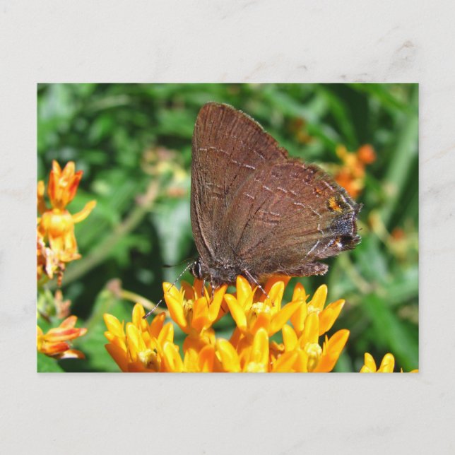 Hairstreak butterfly ~ postcard (Front)