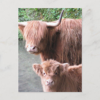 Hairy Coos: Highland Cattle Cow and Calf Postcard