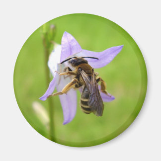 Hairy Footed Flower Bee Magnet