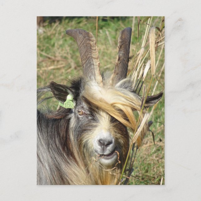Hairy Goat DIY Postcard (Front)