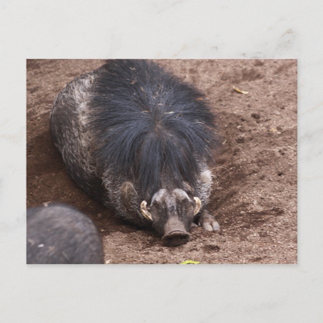 Hairy pig postcard (Front)