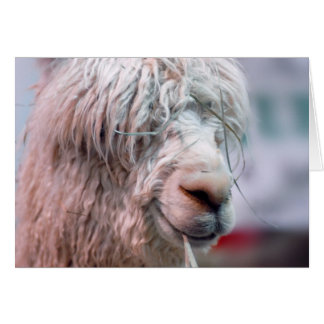 Hairy the Alpaca Cards