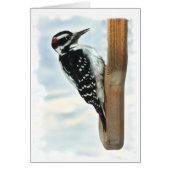 Hairy Woodpecker Cards (Front)