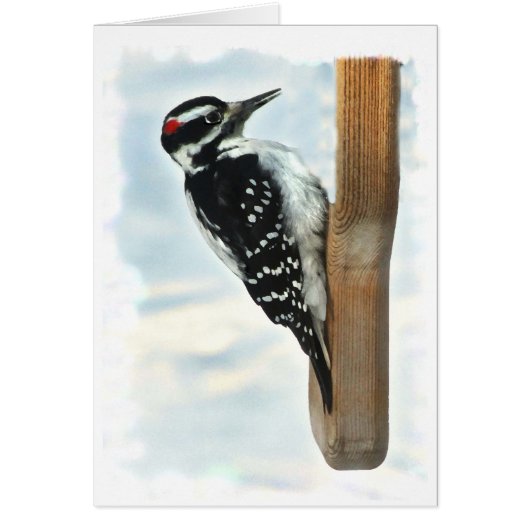 Hairy Woodpecker Cards (Front)