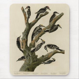 Hairy Woodpecker, Other Woodpeckers, Audubon Birds Mouse Pad
