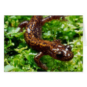 Hakone salamander (Front Horizontal)