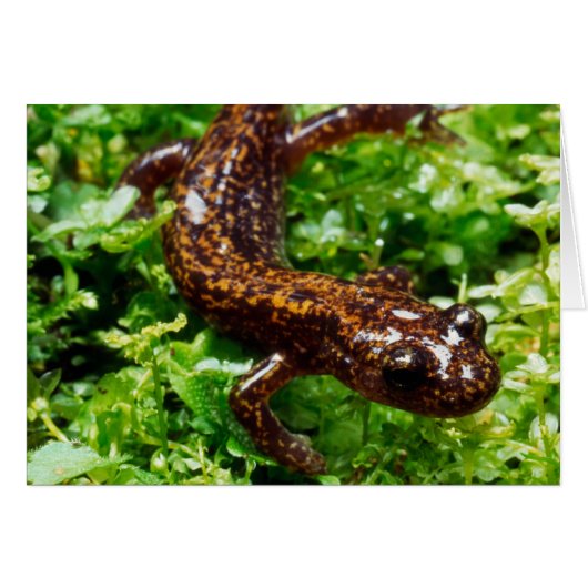 Hakone salamander cards (Front Horizontal)