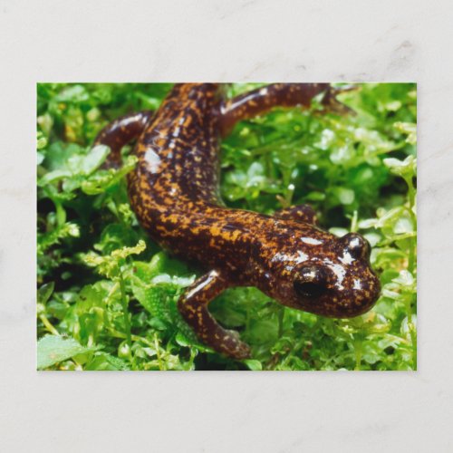 Hakone salamander postcard