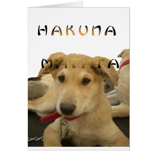 Hakuna Matata I know what you are thinking pinctur Cards (Front)
