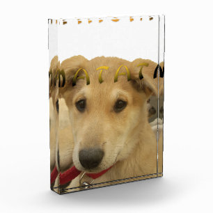 "Hakuna Matata Pup" – Worry-Free Puppy Love Acrylic Award