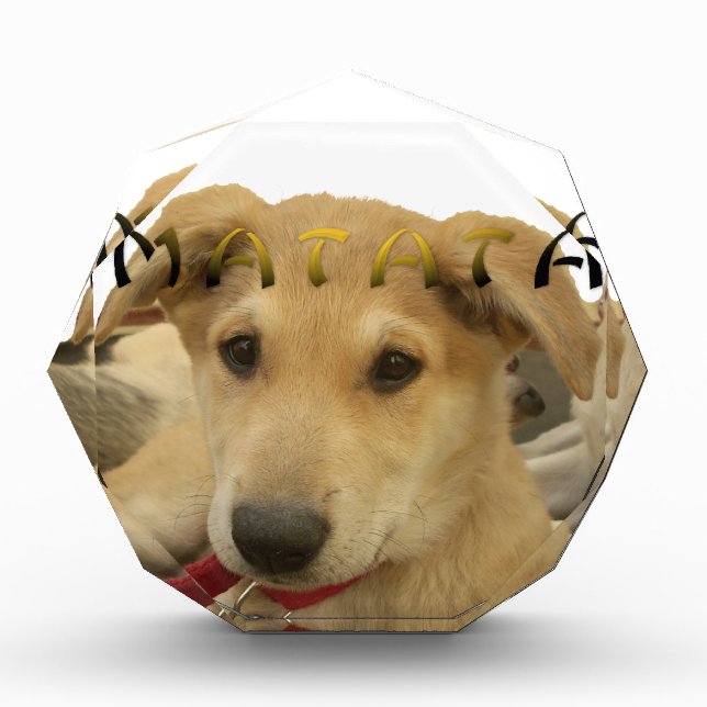 "Hakuna Matata Pup" – Worry-Free Puppy Love Award (Front)