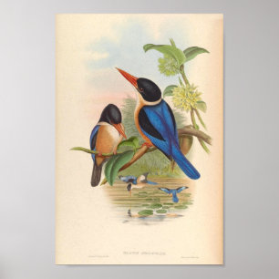 Halcyon Atricapillus Kingfisher Vintage Birds Poster