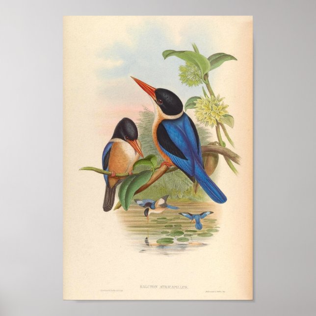 Halcyon Atricapillus Kingfisher Vintage Birds Poster (Front)