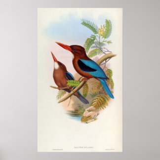 Halcyon Gularis (White-throated Kingfisher) Poster
