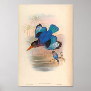 Halcyon Omnicolor Kingfisher Vintage Birds Of Asia Poster