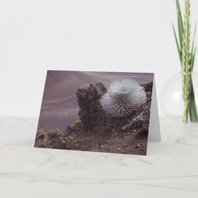 Haleakala Silversword Card (Front)