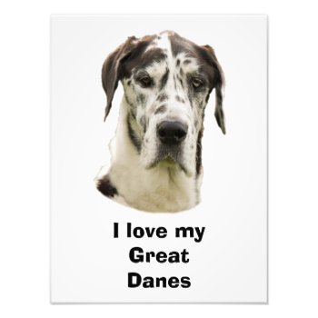 Halequin Great Dane Pet Photo by dogzstore at Zazzle