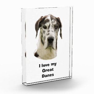 Halequin Great Dane pet photo Award