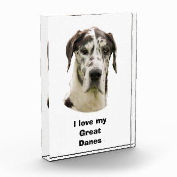 Halequin Great Dane Pet Photo Award by dogzstore at Zazzle