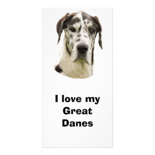 Halequin Great Dane pet photo Card