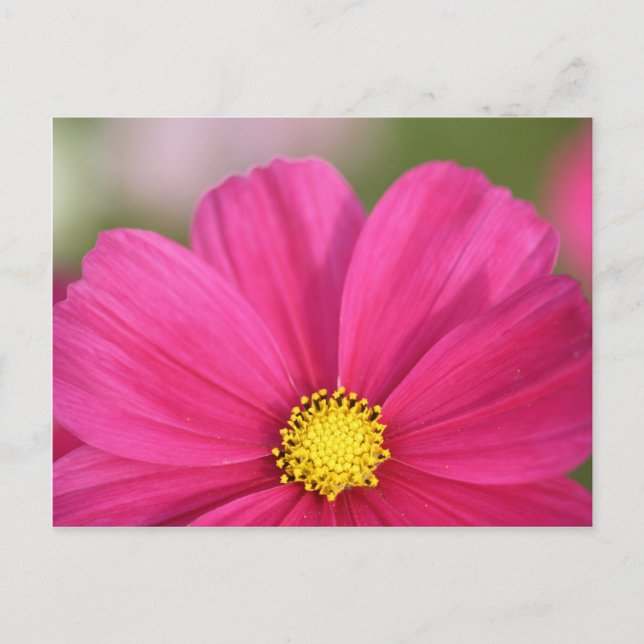 Half a Beauty Postcard (Front)