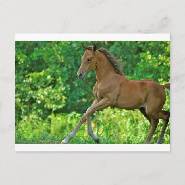 Half Arabian Colt Postcard (Front)