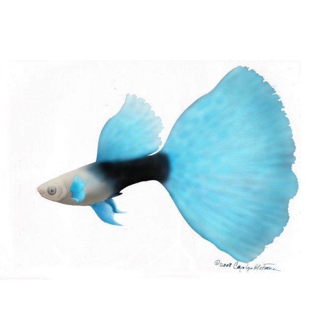 Half Black Blue Fantail Guppy Statuette (Front)