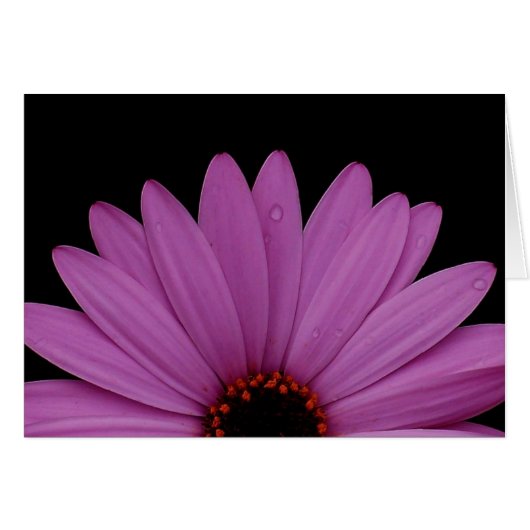 Half Daisy Cards (Front Horizontal)