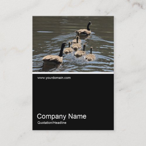 HalfHalf Photo 0326 _ Canada Geese with Goslings Business Card