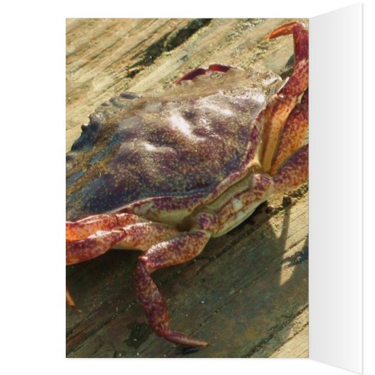 Half Moon Bay (Inside (Left))