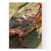 Half Moon Bay Cards (Inside (Left))