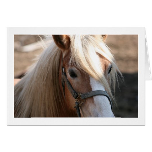 Halflinger Cards (Front Horizontal)