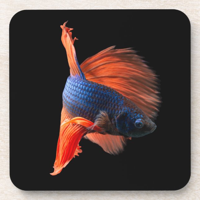 Halfmoon Betta Fish Beverage Coaster (Front)
