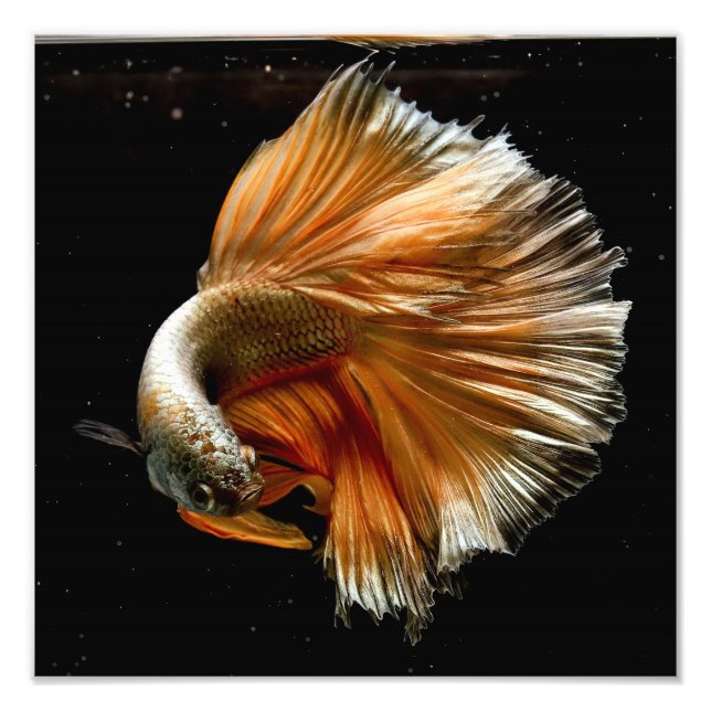 Halfmoon Betta Fish Photo Print (Front)