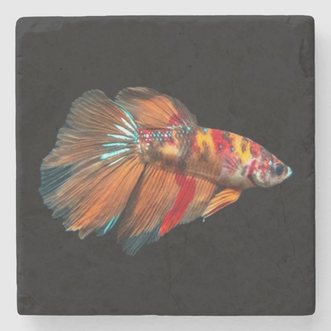 Halfmoon Betta Fish Stone Coaster (Front)