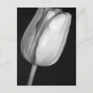 Halftone Tulip Postcard