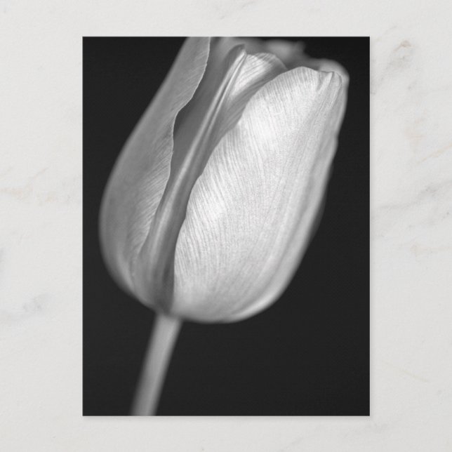 Halftone Tulip Postcard (Front)